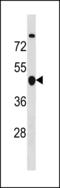 Cyclin B2 antibody, LS-C203889, Lifespan Biosciences, Western Blot image 