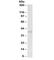 Myogenin antibody, R36140-100UG, NSJ Bioreagents, Western Blot image 