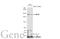 Myosin Heavy Chain 9 antibody, GTX113236, GeneTex, Western Blot image 