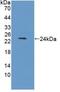 Interferon beta-1 antibody, abx131927, Abbexa, Western Blot image 