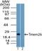 Transmembrane Protein 26 antibody, PA5-23477, Invitrogen Antibodies, Western Blot image 