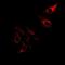 Pancreatic secretory trypsin inhibitor antibody, orb382054, Biorbyt, Immunofluorescence image 