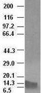 Bone Morphogenetic Protein 4 antibody, GTX84821, GeneTex, Western Blot image 