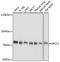 ERCC Excision Repair 2, TFIIH Core Complex Helicase Subunit antibody, A14563, ABclonal Technology, Western Blot image 