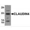 Claudin 4 antibody, MBS150309, MyBioSource, Western Blot image 