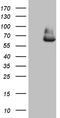Glutaminase 2 antibody, CF809506, Origene, Western Blot image 