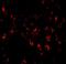 Sialic Acid Binding Ig Like Lectin 11 antibody, NBP1-77025, Novus Biologicals, Immunofluorescence image 