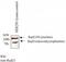 RAD21 Cohesin Complex Component antibody, MA1-16585, Invitrogen Antibodies, Western Blot image 