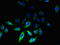 Receptor Accessory Protein 2 antibody, LS-C380073, Lifespan Biosciences, Immunofluorescence image 