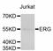 ETS Transcription Factor ERG antibody, abx125331, Abbexa, Western Blot image 