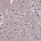  antibody, PA5-64100, Invitrogen Antibodies, Immunohistochemistry paraffin image 