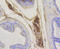 RAB5A, Member RAS Oncogene Family antibody, 13-932, ProSci, Immunohistochemistry frozen image 