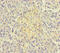 T-SNARE Domain Containing 1 antibody, CSB-PA822269LA01HU, Cusabio, Immunohistochemistry paraffin image 