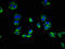 Adiponectin Receptor 1 antibody, LS-C498307, Lifespan Biosciences, Immunofluorescence image 