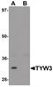 TRNA-YW Synthesizing Protein 3 Homolog antibody, PA5-21154, Invitrogen Antibodies, Western Blot image 