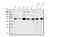 Forkhead Box A2 antibody, A01032-2, Boster Biological Technology, Western Blot image 