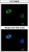 RAB2B, Member RAS Oncogene Family antibody, LS-C186007, Lifespan Biosciences, Immunocytochemistry image 