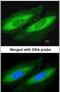 Glucosidase Alpha, Acid antibody, PA5-29051, Invitrogen Antibodies, Immunofluorescence image 