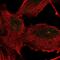Tetratricopeptide Repeat Domain 21A antibody, PA5-57301, Invitrogen Antibodies, Immunofluorescence image 