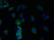 Transmembrane Protein 38B antibody, LS-C379754, Lifespan Biosciences, Immunofluorescence image 