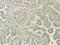 Actin Like 6A antibody, orb215996, Biorbyt, Immunohistochemistry paraffin image 