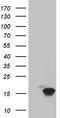 Trefoil factor 1 antibody, TA804522, Origene, Western Blot image 