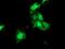 HSPA (Hsp70) Binding Protein 1 antibody, MA5-25667, Invitrogen Antibodies, Immunocytochemistry image 