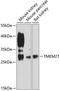 Collectrin, Amino Acid Transport Regulator antibody, A08022, Boster Biological Technology, Western Blot image 