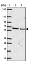 Advillin antibody, NBP2-34118, Novus Biologicals, Western Blot image 