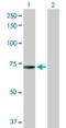 AarF Domain Containing Kinase 2 antibody, H00090956-D01P, Novus Biologicals, Western Blot image 