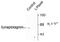 Synaptotagmin 1 antibody, NB300-236, Novus Biologicals, Western Blot image 