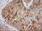 Microtubule-associated protein RP/EB family member 2 antibody, LS-C172983, Lifespan Biosciences, Immunohistochemistry frozen image 