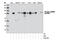 Ribosomal Protein S6 Kinase A3 antibody, 12032S, Cell Signaling Technology, Western Blot image 