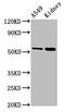 AFG1 Like ATPase antibody, CSB-PA819895LA01HU, Cusabio, Western Blot image 