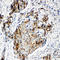 Matrilin 2 antibody, LS-C313062, Lifespan Biosciences, Immunohistochemistry frozen image 