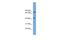 Signal Peptide Peptidase Like 3 antibody, A07772, Boster Biological Technology, Western Blot image 