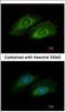 Oxysterol Binding Protein Like 10 antibody, NBP2-19636, Novus Biologicals, Immunocytochemistry image 