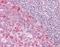 Pellino E3 Ubiquitin Protein Ligase 1 antibody, orb137371, Biorbyt, Immunohistochemistry paraffin image 