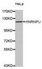 Heterogeneous Nuclear Ribonucleoprotein U antibody, LS-C332897, Lifespan Biosciences, Western Blot image 