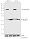 Claudin 3 antibody, 711190, Invitrogen Antibodies, Western Blot image 