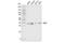 RALY Heterogeneous Nuclear Ribonucleoprotein antibody, 70142S, Cell Signaling Technology, Western Blot image 
