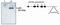 p53 antibody, MA1-12648, Invitrogen Antibodies, Western Blot image 