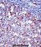 Sialophorin antibody, abx027790, Abbexa, Immunohistochemistry frozen image 