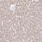 Iduronidase Alpha-L- antibody, HPA054254, Atlas Antibodies, Immunohistochemistry frozen image 