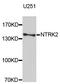 Neurotrophic Receptor Tyrosine Kinase 2 antibody, MBS125105, MyBioSource, Western Blot image 