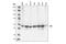 SRC Proto-Oncogene, Non-Receptor Tyrosine Kinase antibody, 2109S, Cell Signaling Technology, Western Blot image 