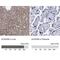 Acyl-CoA Dehydrogenase Short/Branched Chain antibody, NBP2-48739, Novus Biologicals, Immunohistochemistry paraffin image 