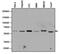 Nucleoporin 62 antibody, GTX22736, GeneTex, Western Blot image 