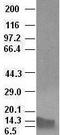 Bone Morphogenetic Protein 4 antibody, LS-C114311, Lifespan Biosciences, Western Blot image 