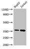 Thymidylate Synthetase antibody, CSB-PA025393LA01HU, Cusabio, Western Blot image 